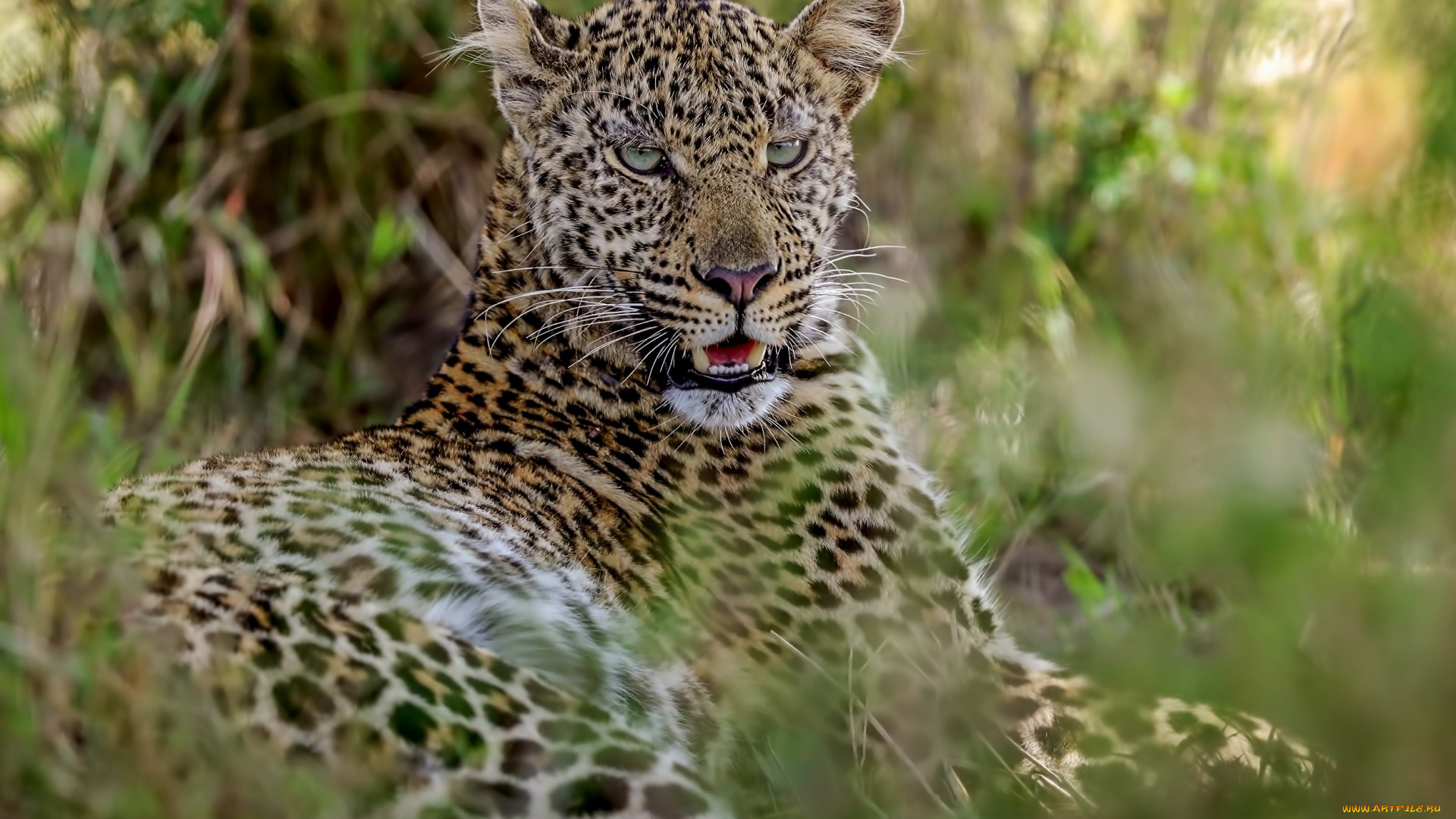 животные, леопарды, растения, отдых