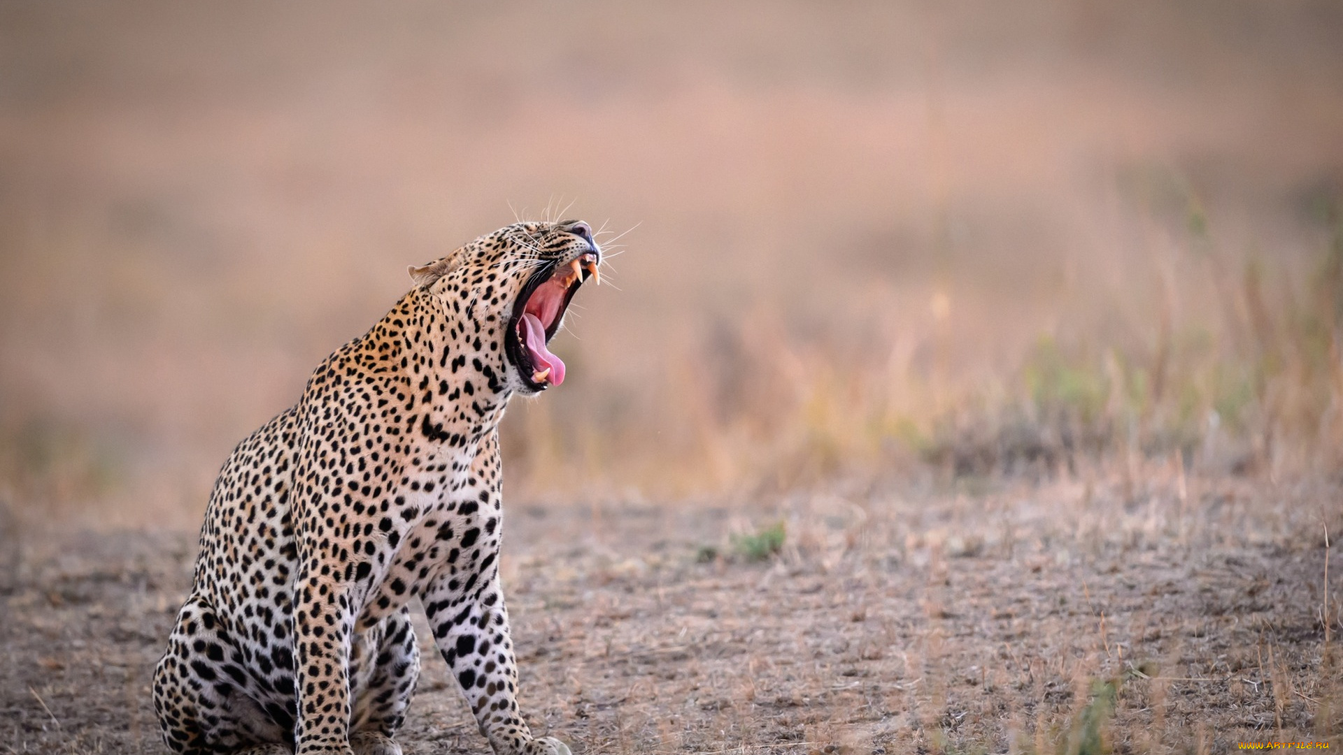 животные, леопарды, трава, земля, оскал
