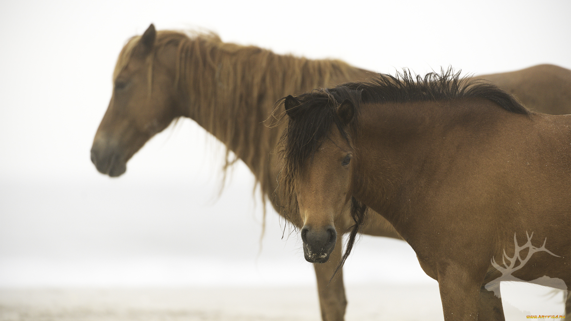 животные, лошади, лошадь, окрас, грива, хвост