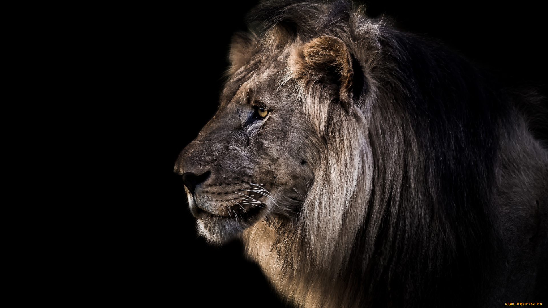животные, львы, черный, фон, анфас, морда