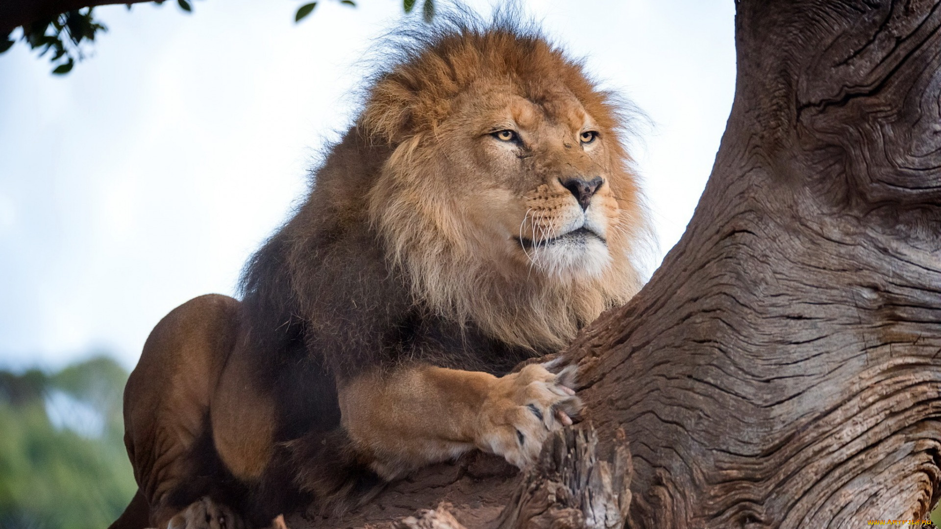 животные, львы, дерево, отдых