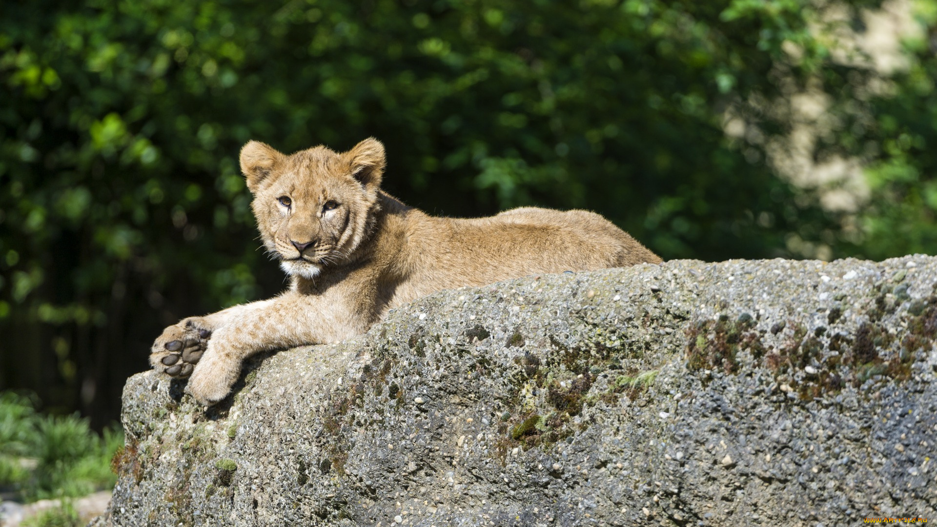 животные, львы, львенок, камень, деревья