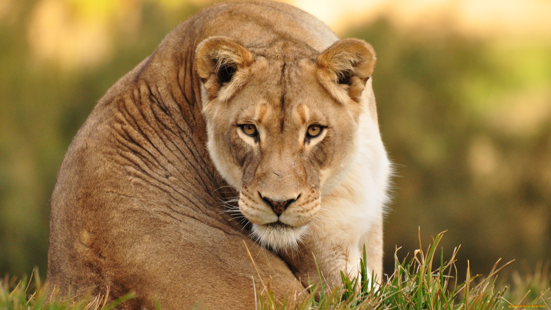 животные, львы, львица, красотка, девочка, животное, отдых, взгляд