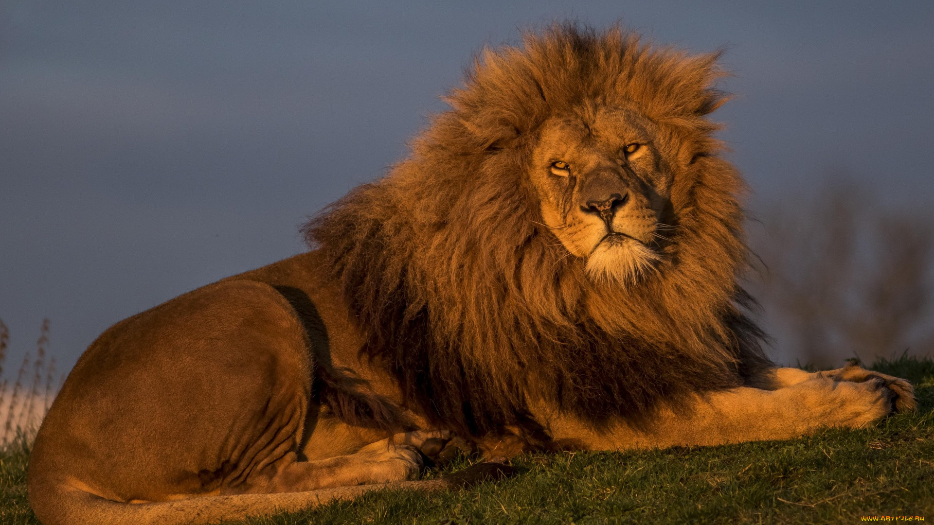 животные, львы, отдых, трава, растения