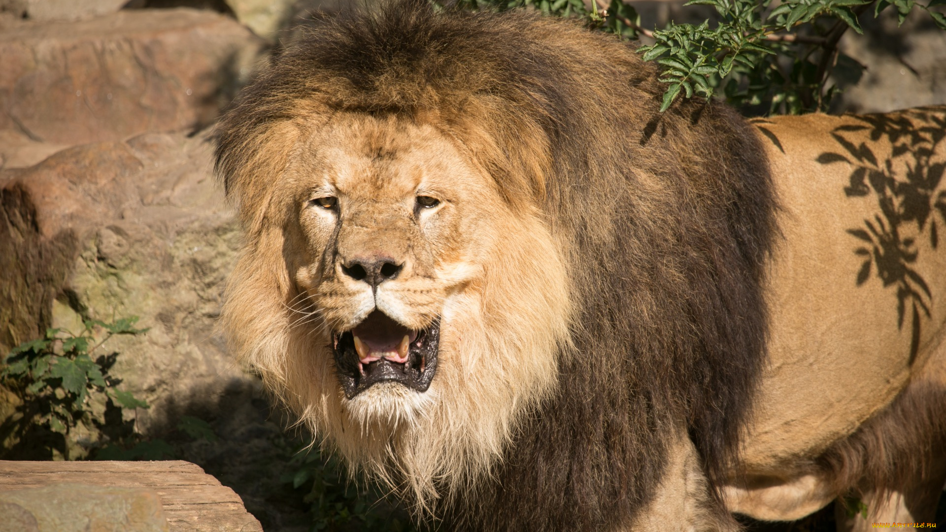 животные, львы, открытая, пасть, ветки, камни