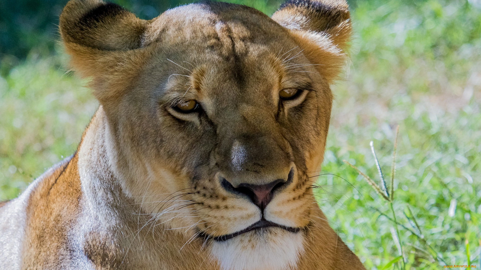 животные, львы, растения, трава, морда, отдых, самка