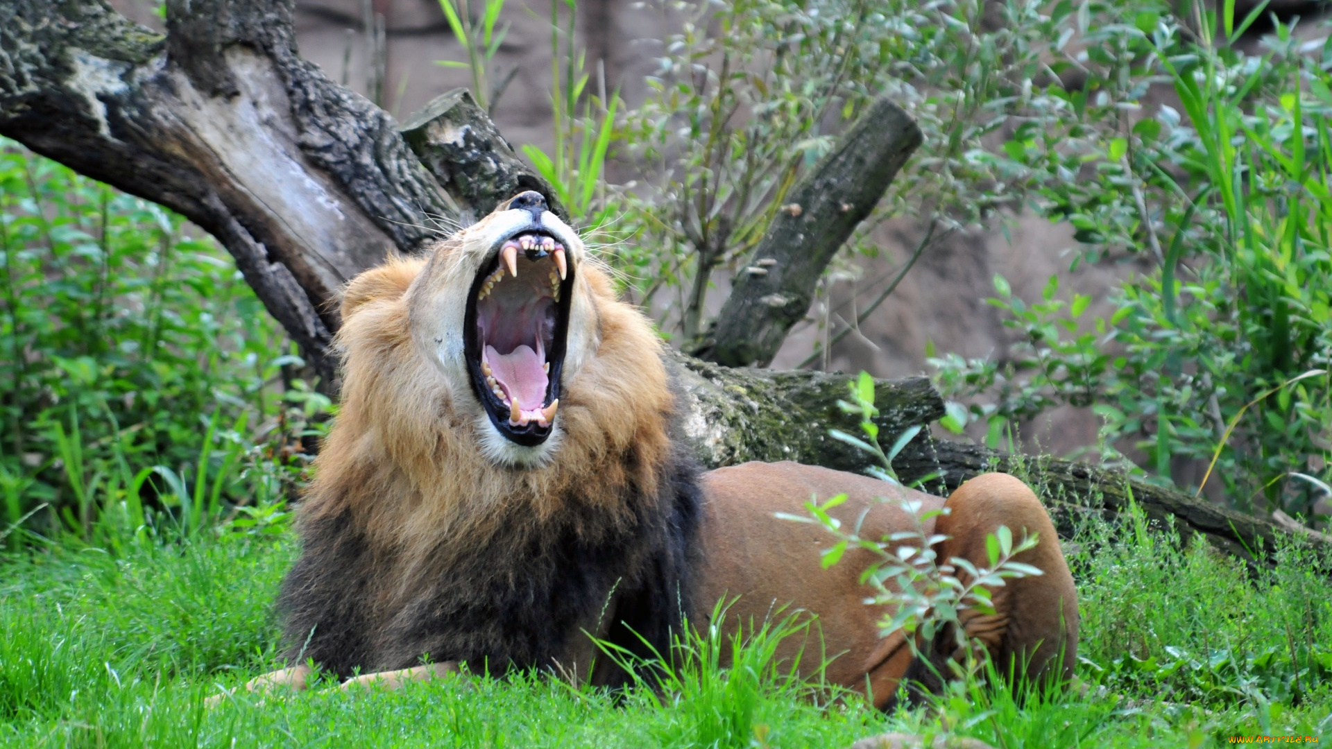 животные, львы, растения, трава, открытая, пасть