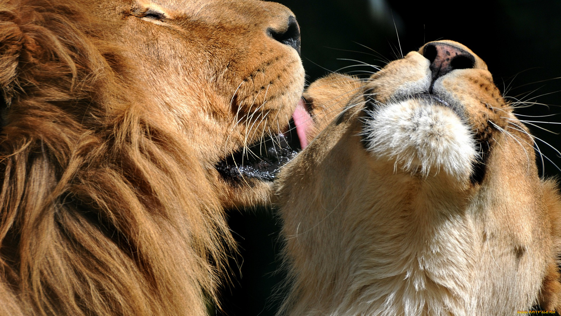 животные, львы, самка, ласка, самец