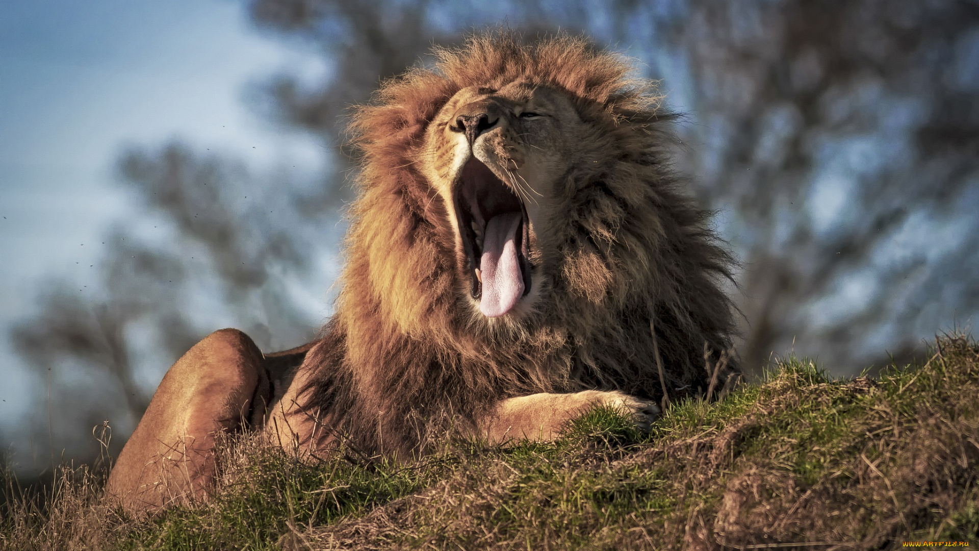животные, львы, зевает, отдых, трава, дерево, растения