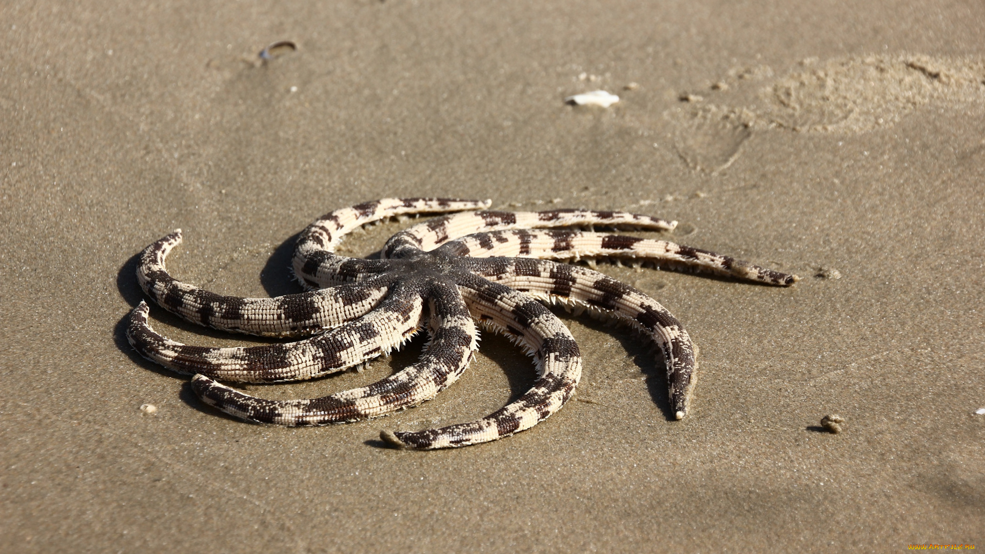 животные, морские, звёзды, вьетнам, море, морская, звезда, морские, обитатели, муйне, путешествия, фантьет, южно-китайское