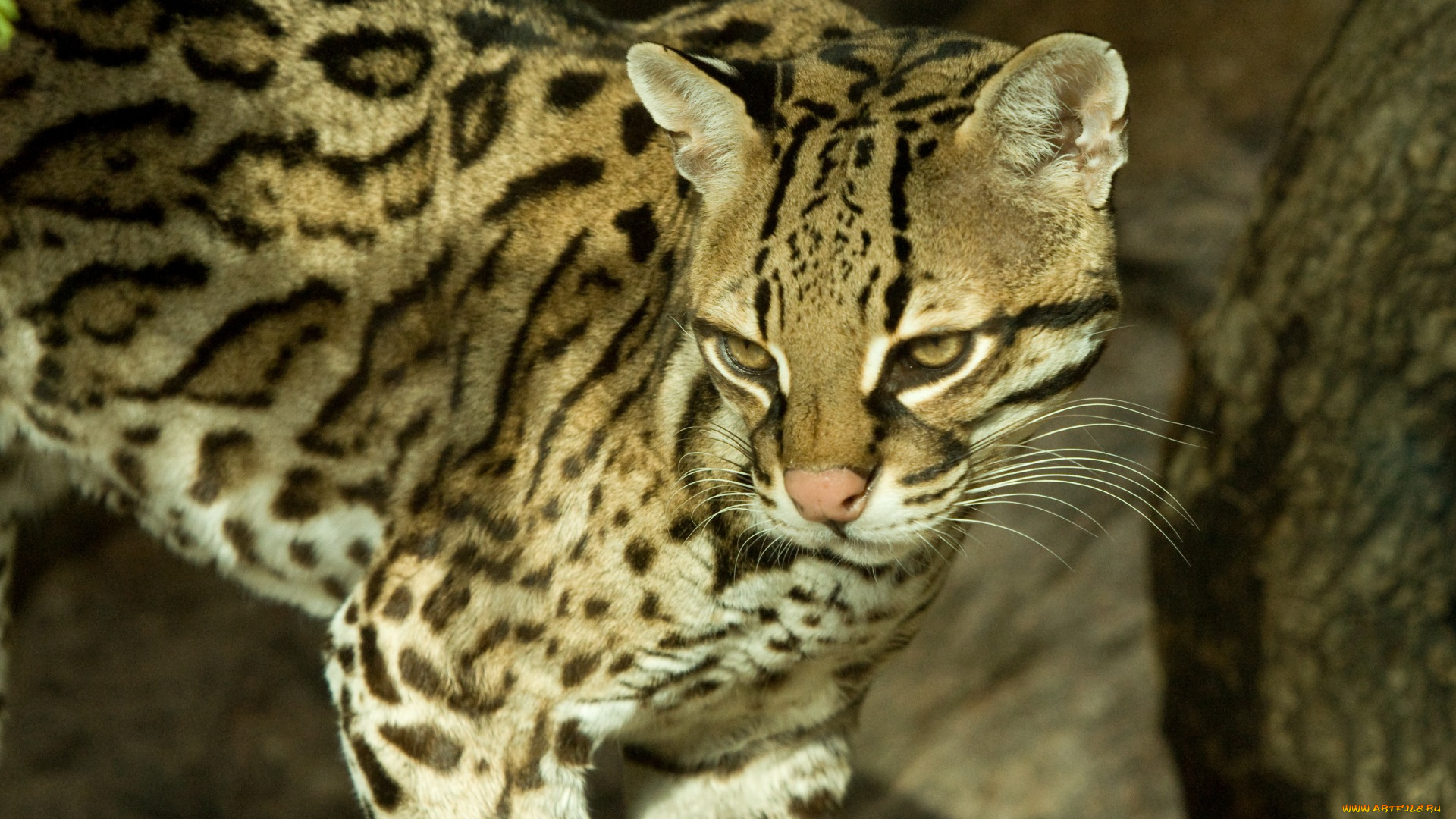 животные, оцелоты, взгляд