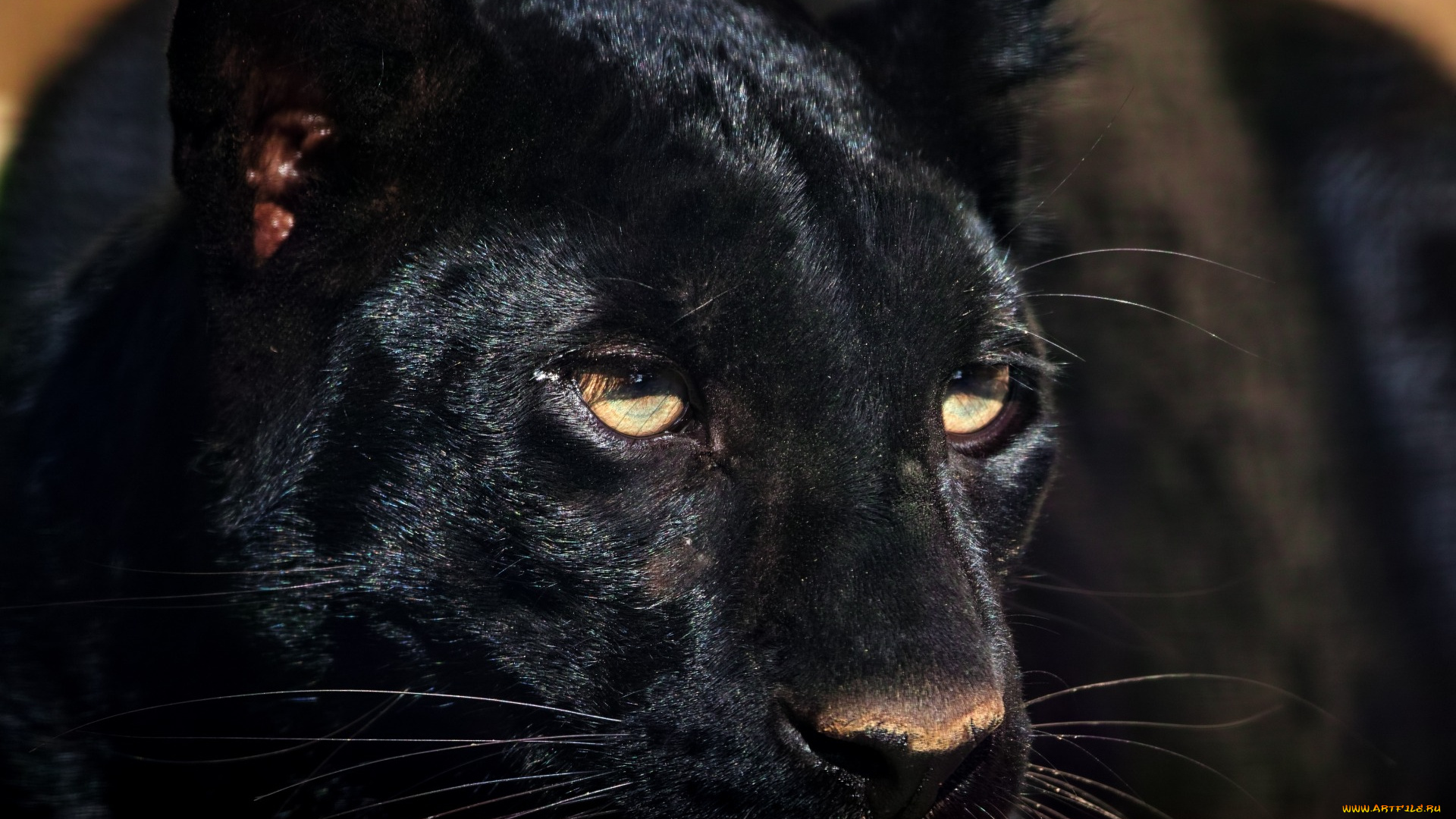животные, пантеры, морда, черный, цвет