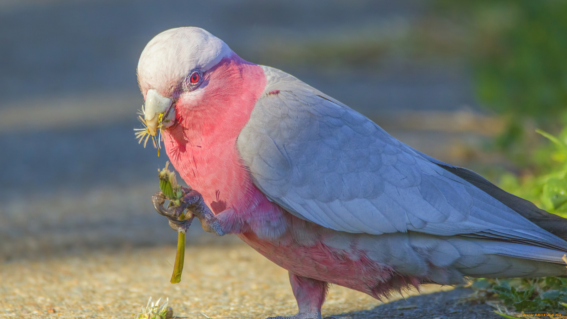 животные, попугаи, клювик, перья, окрас, попугай, птица