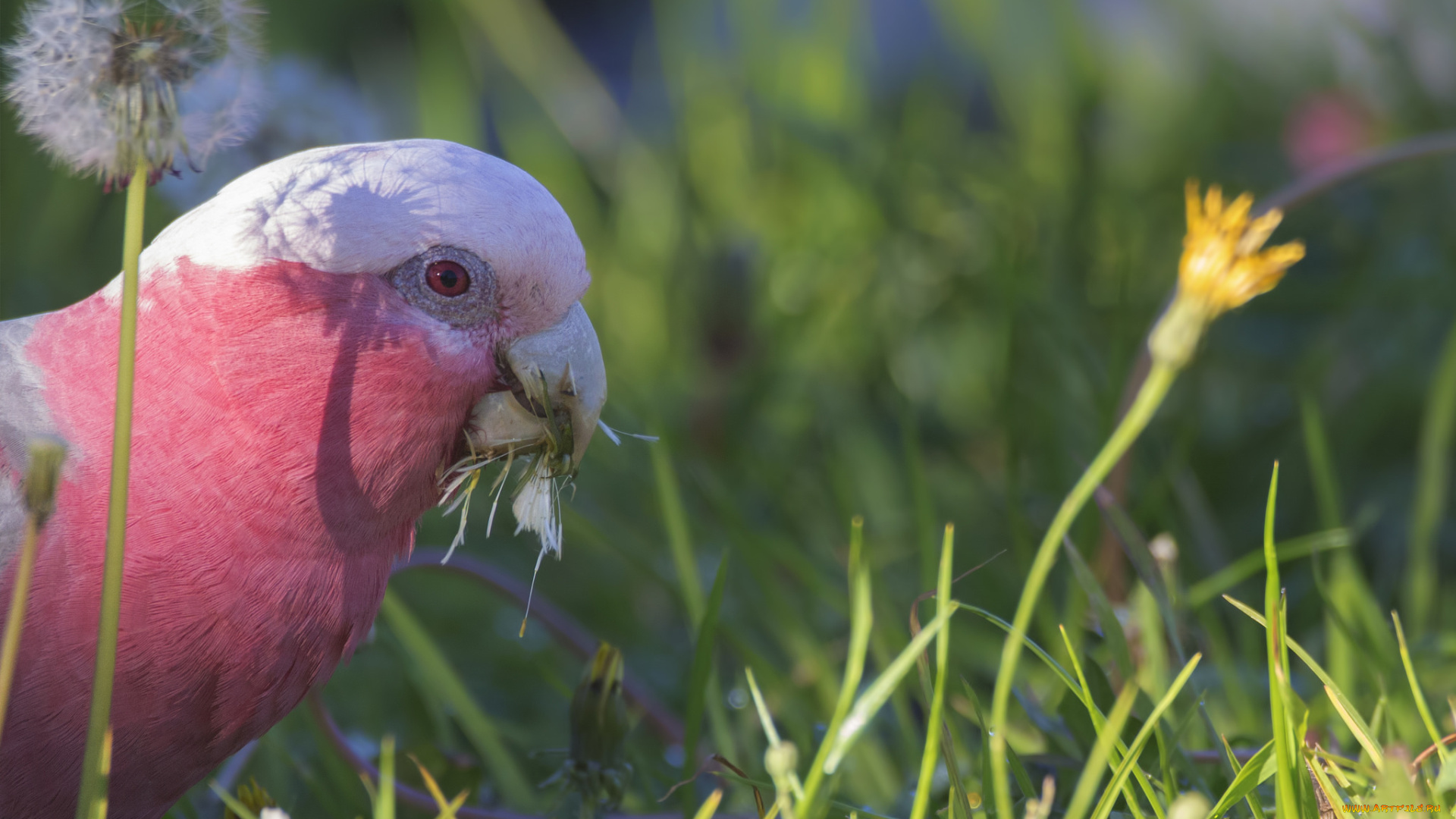 животные, попугаи, перья, попугай, забавный, птица, цвет