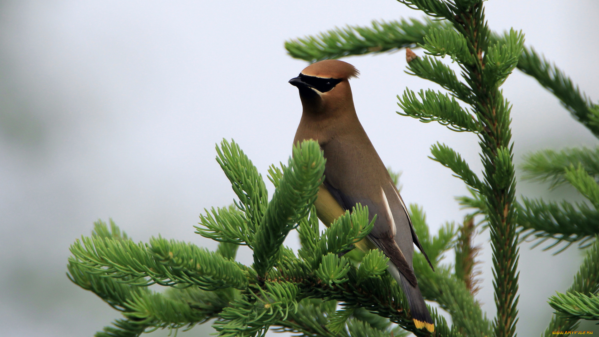 животные, птицы, птица, окрас, перья, клюв