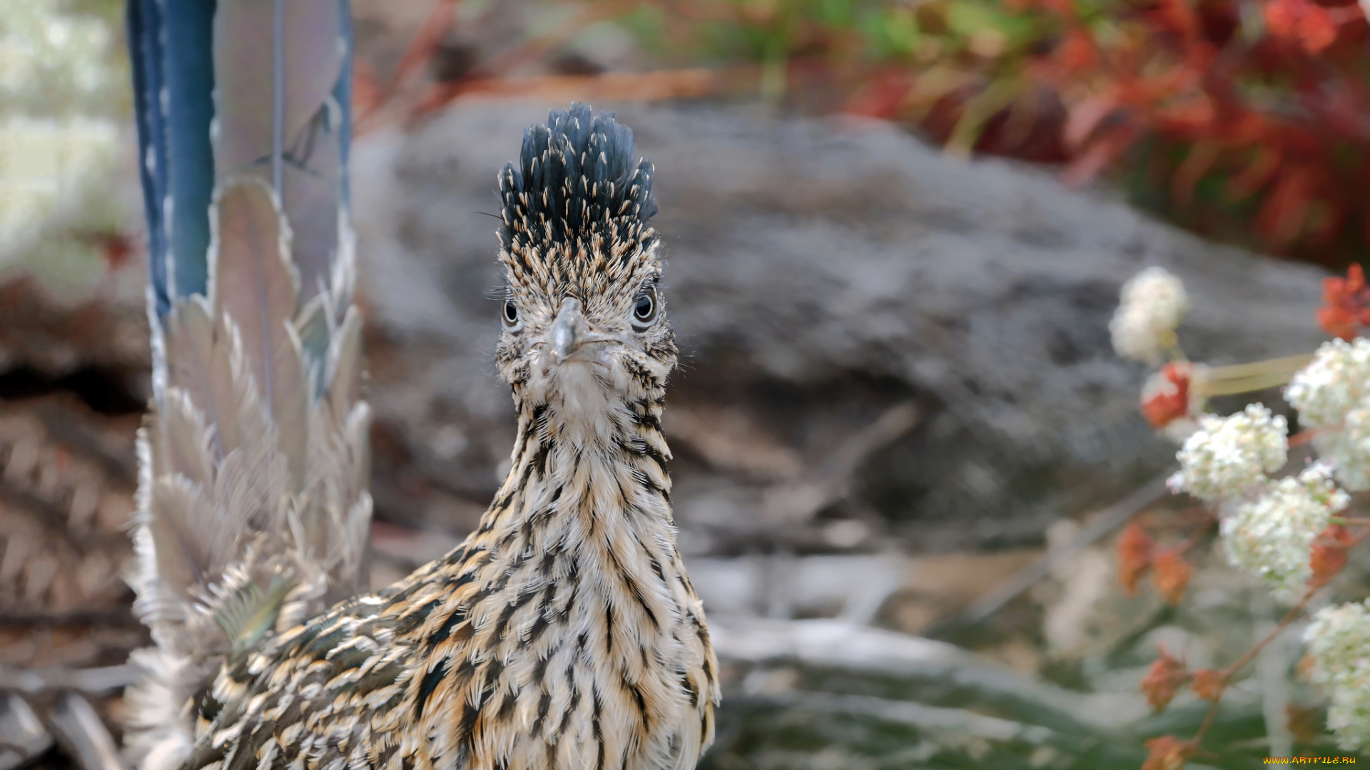 животные, птицы, птица, окрас, перья, забавная