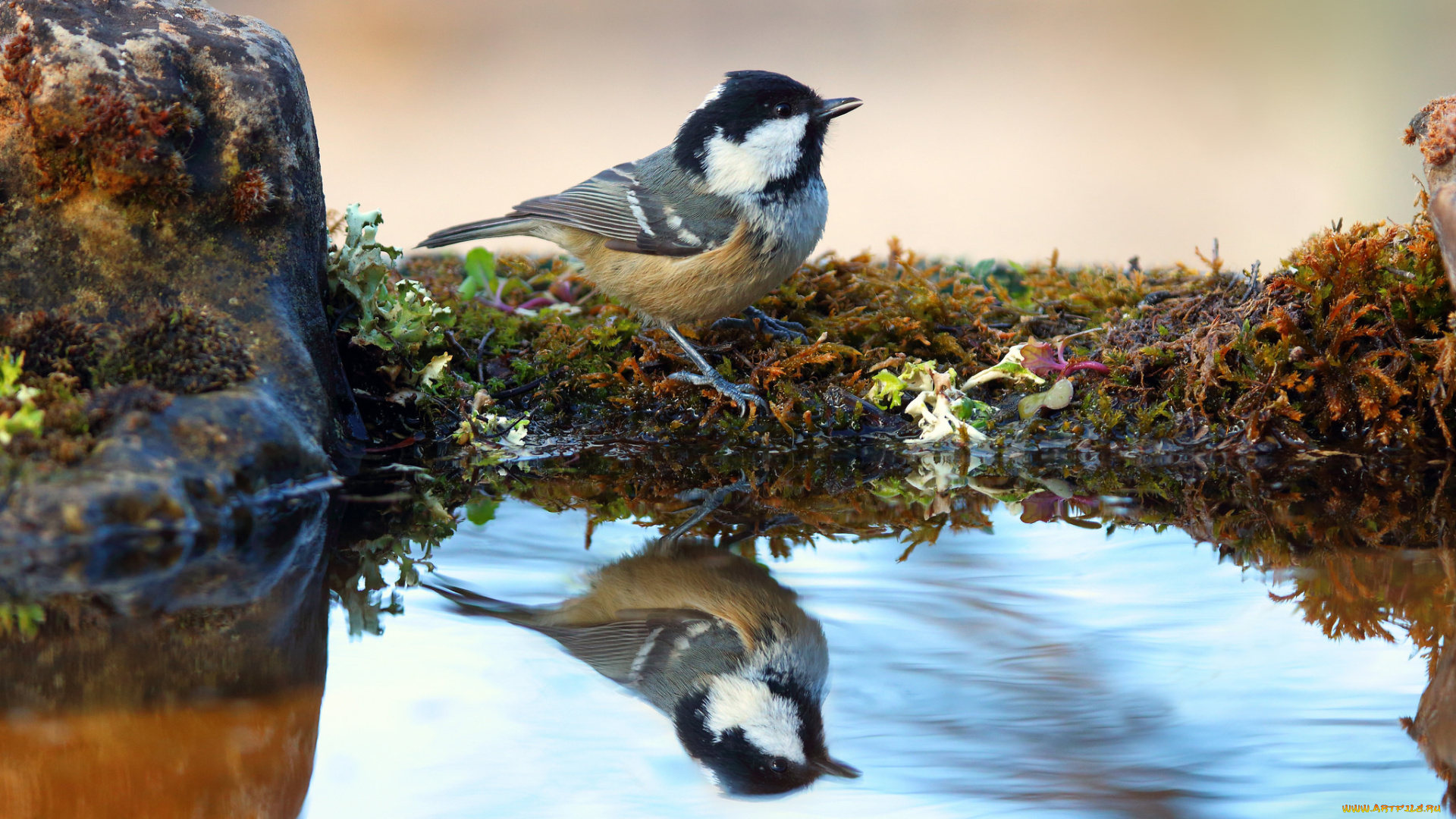 животные, птицы, птица, перья, окрас