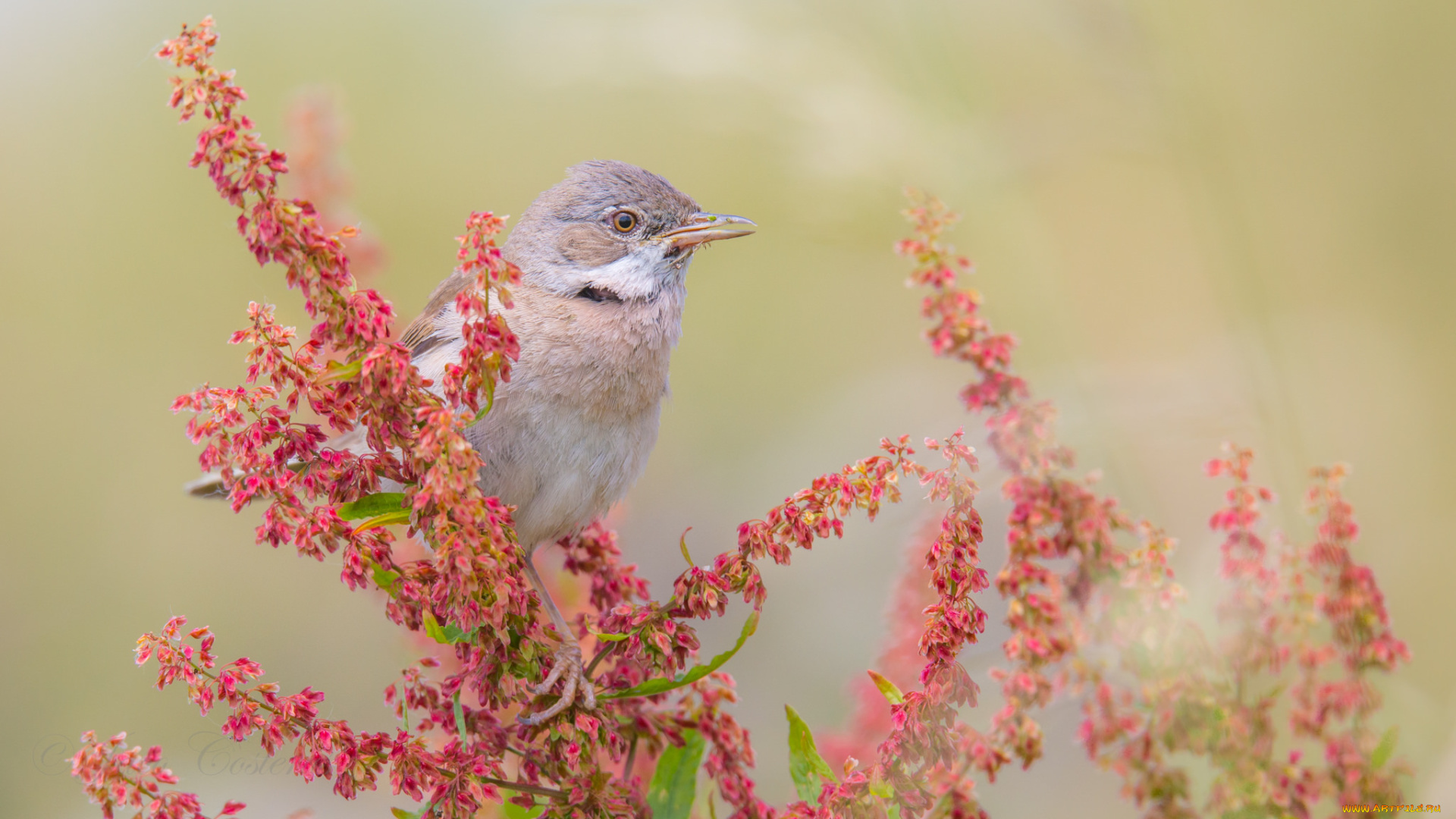 животные, птицы, птица, перья, окрас