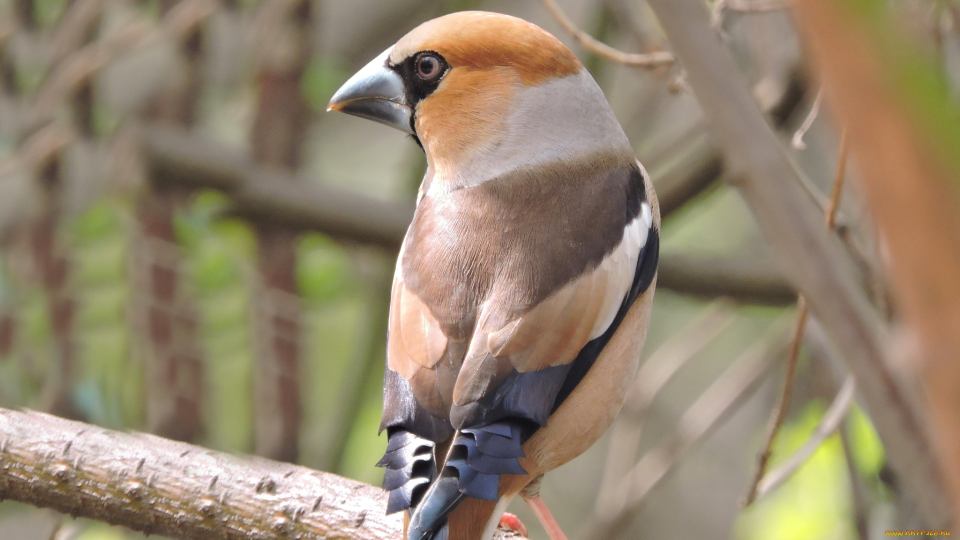 животные, птицы, smithiantha, весна, дубонос, лес, оперение, портрет, фото