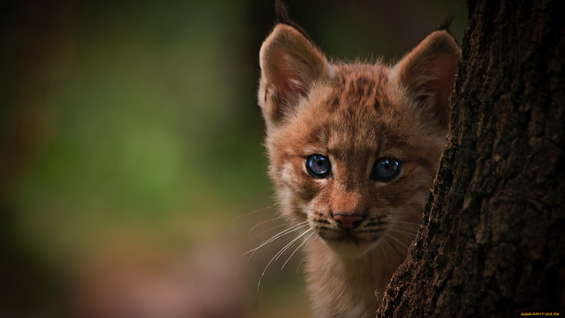 животные, рыси, детеныш, дерево, взгляд, морда, рысенок