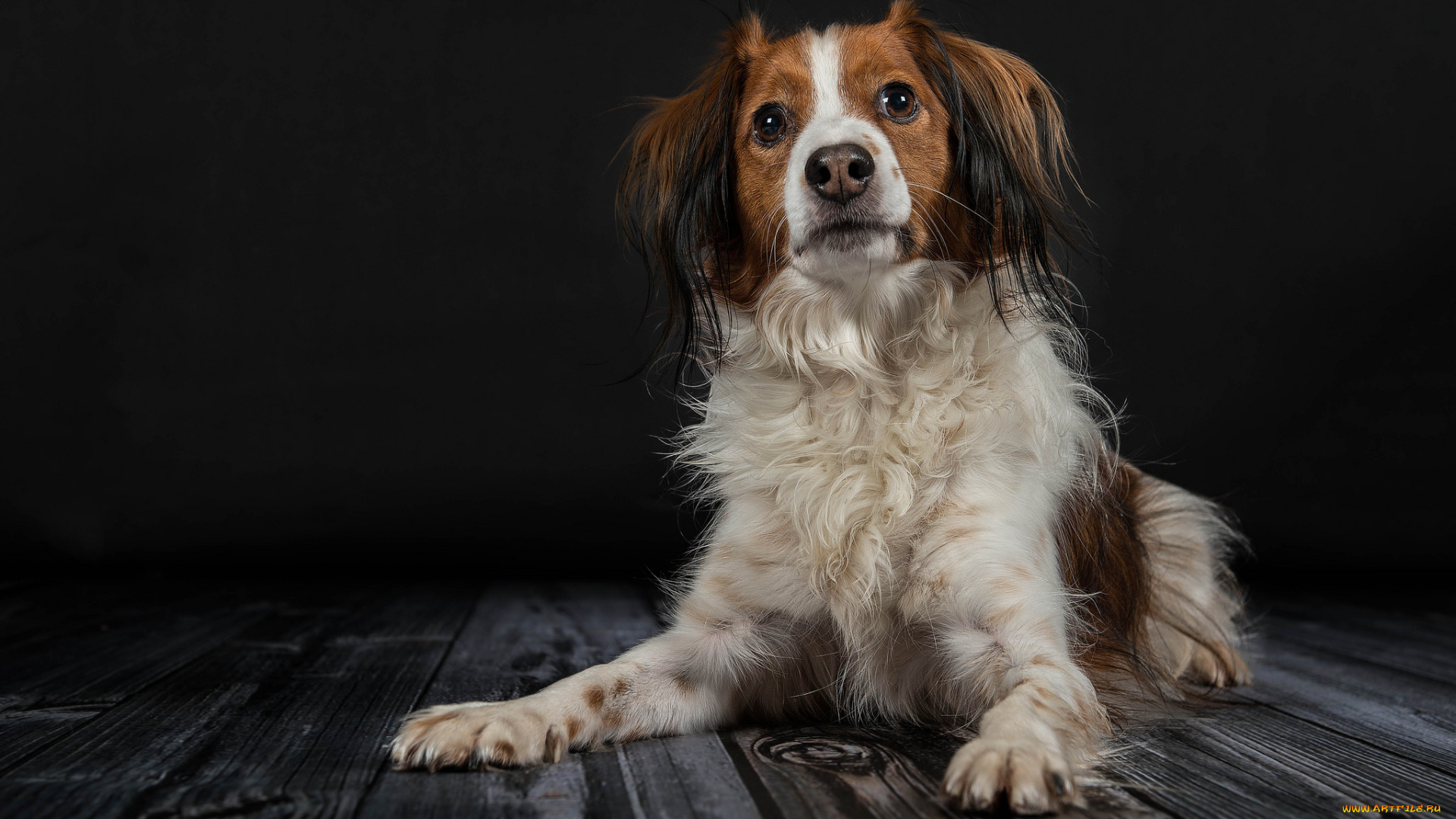 животные, собаки, собака, окрас, шерсть, порода, животное