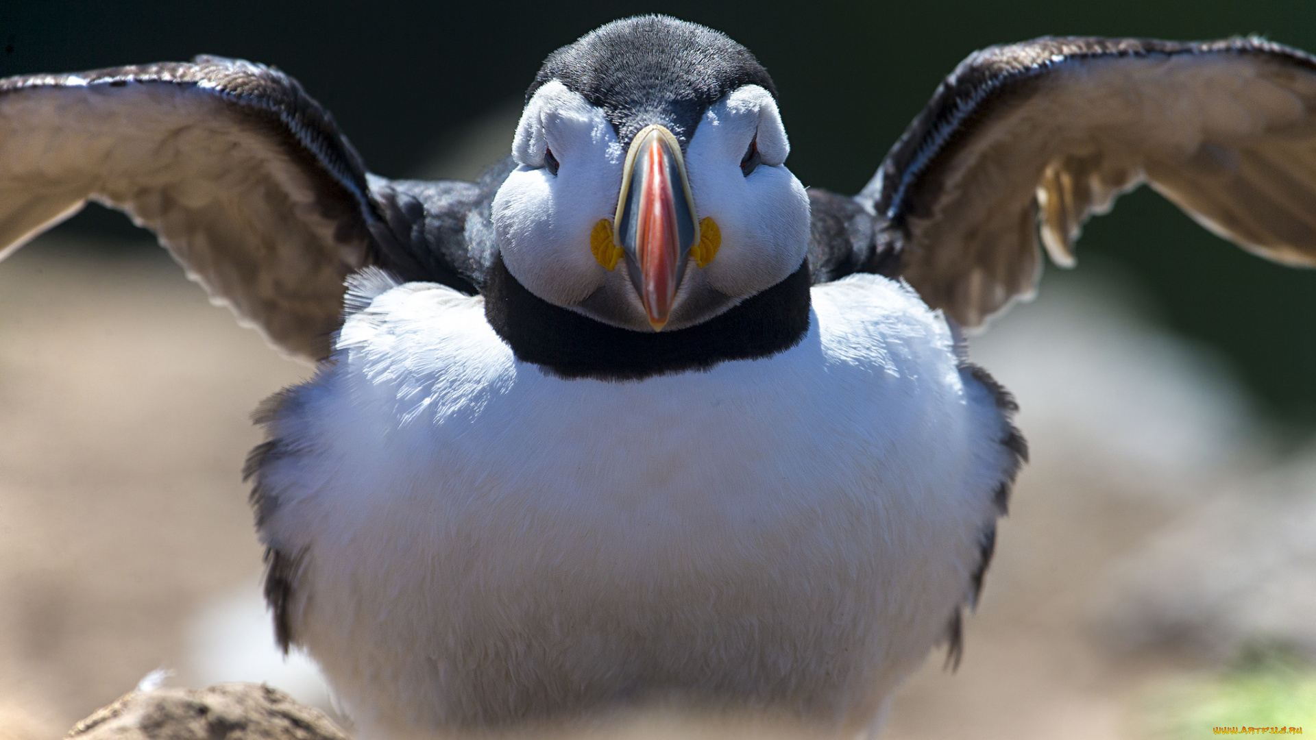 животные, тупики, тупик, атлантический, птица, профиль, puffin, цветы, блики