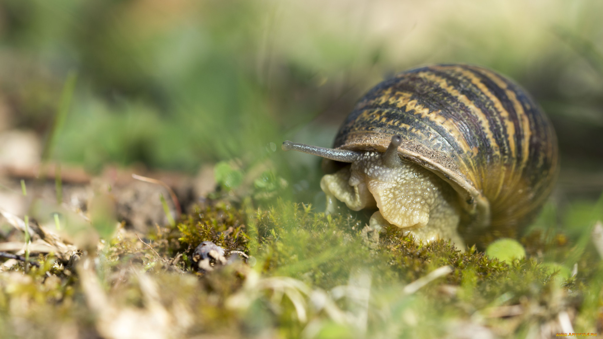 животные, улитки, улитка, панцерь, трава, макро