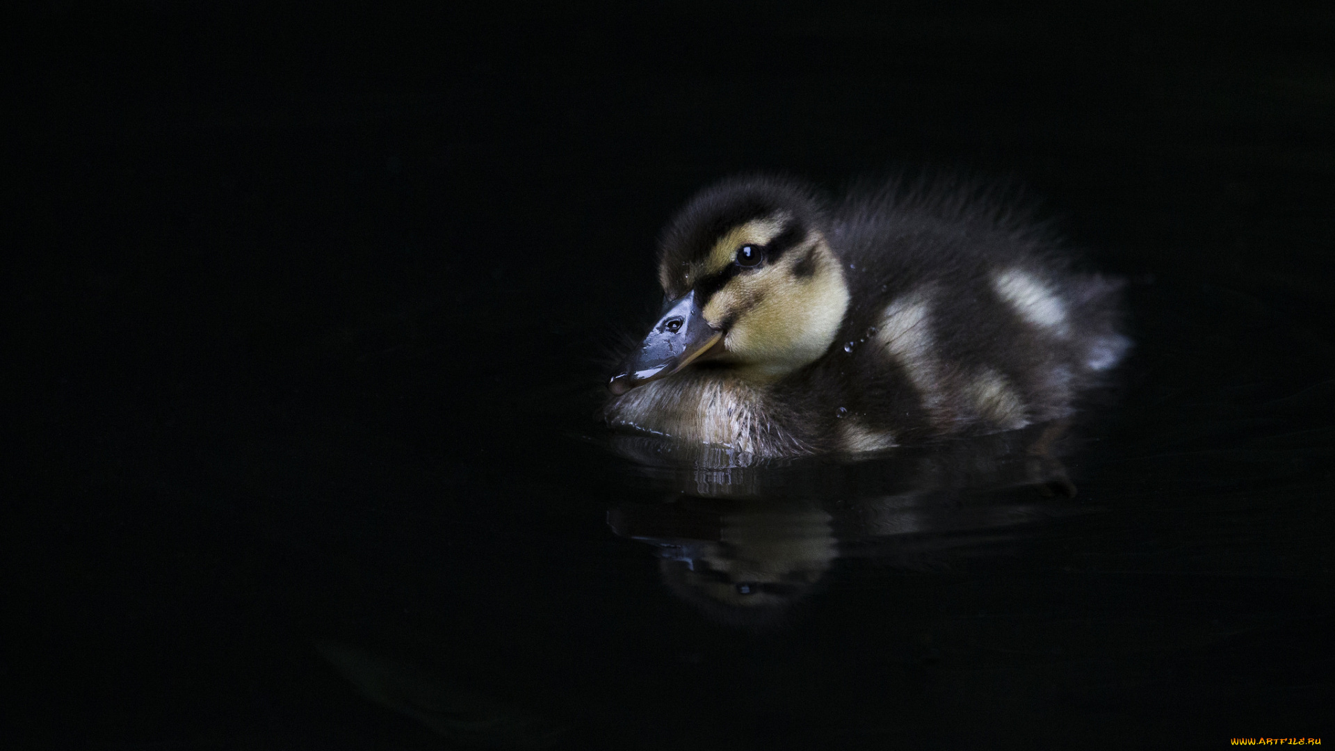 животные, утки, уточка, малыш, вода, желтенький