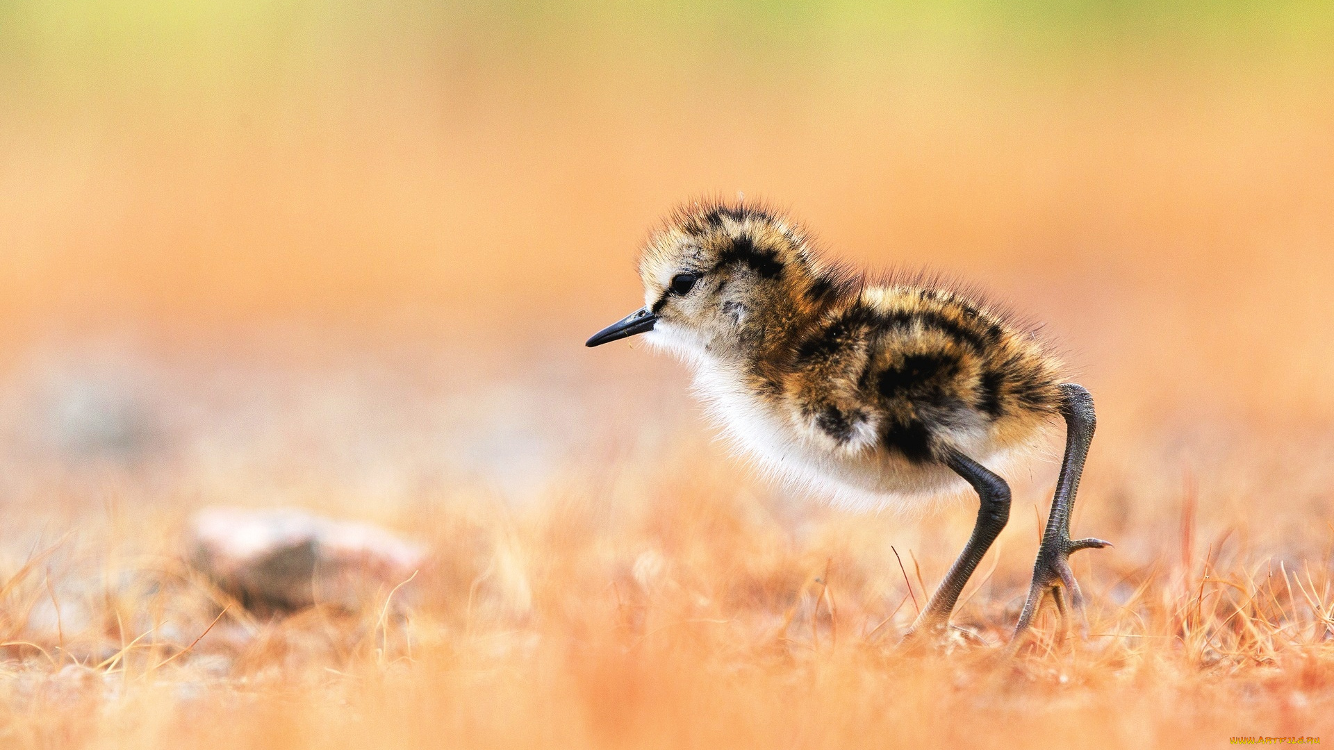животные, вальдшнепы, , кроншнепы, , бекасы, кулик-поручейник, птенец