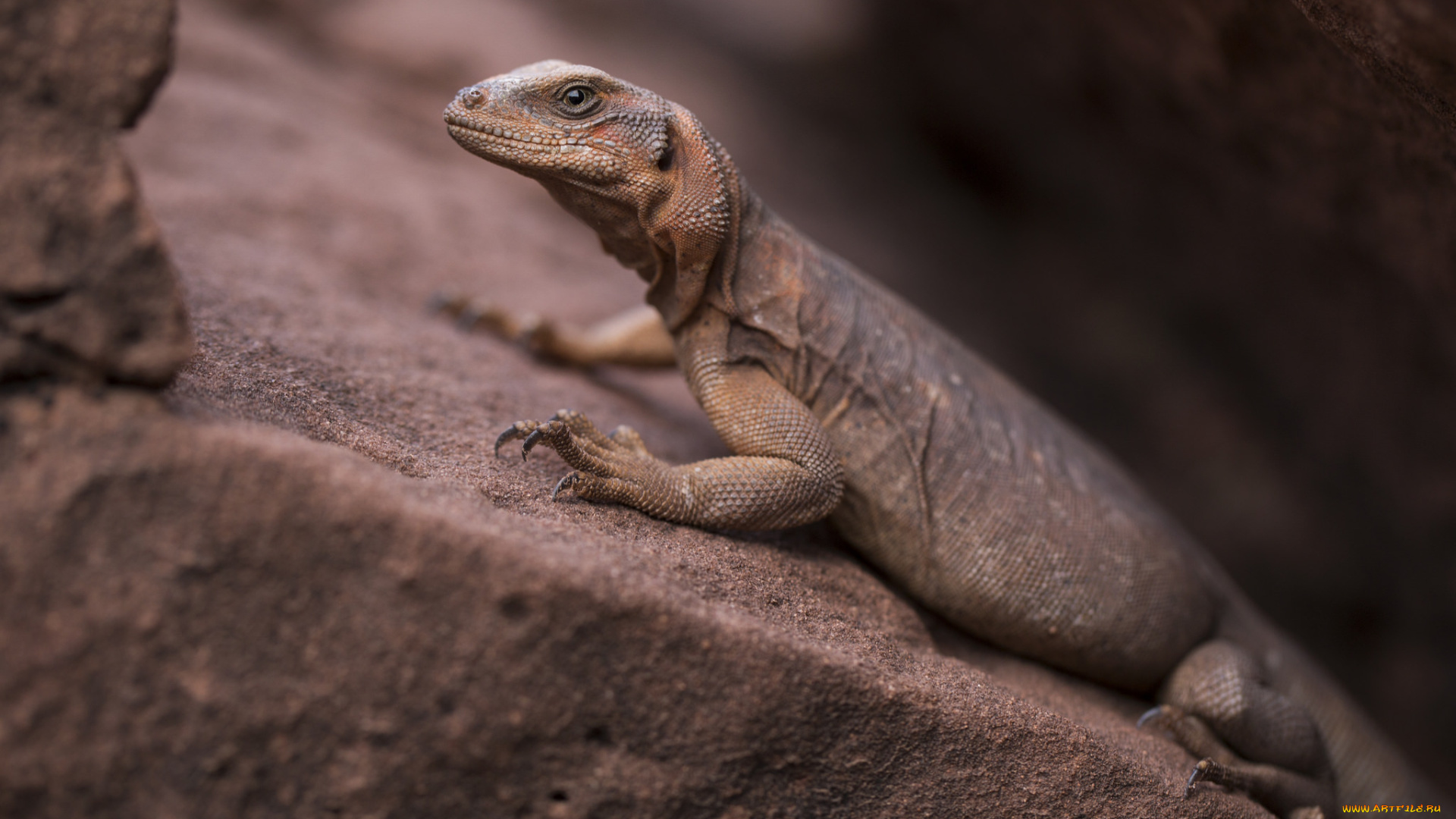 животные, Ящерицы, , игуаны, , вараны, ящерица, окрас, камень