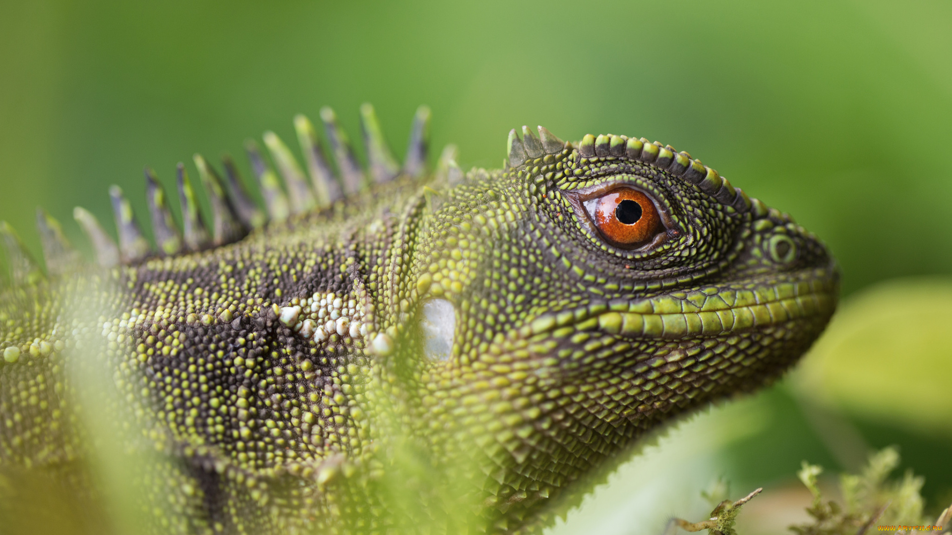 животные, Ящерицы, , игуаны, , вараны, ящерица, окрас, трава, макро