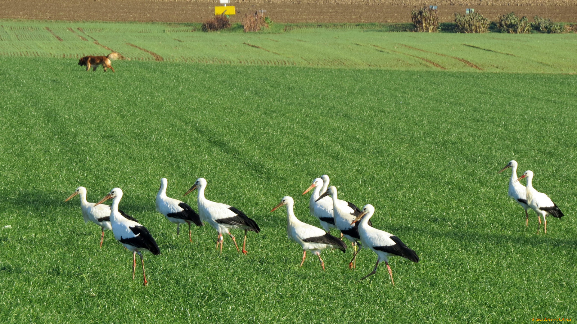 животные, журавли, птицы, поле
