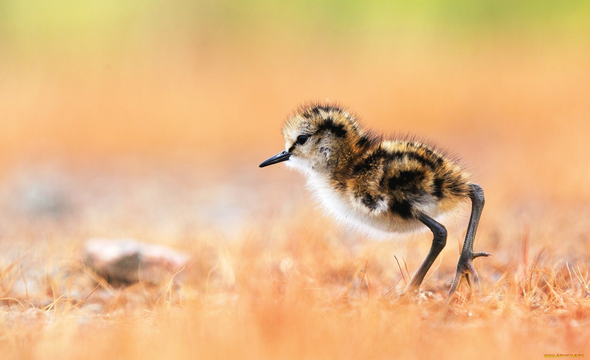 животные, вальдшнепы, , кроншнепы, , бекасы, кулик-поручейник, птенец