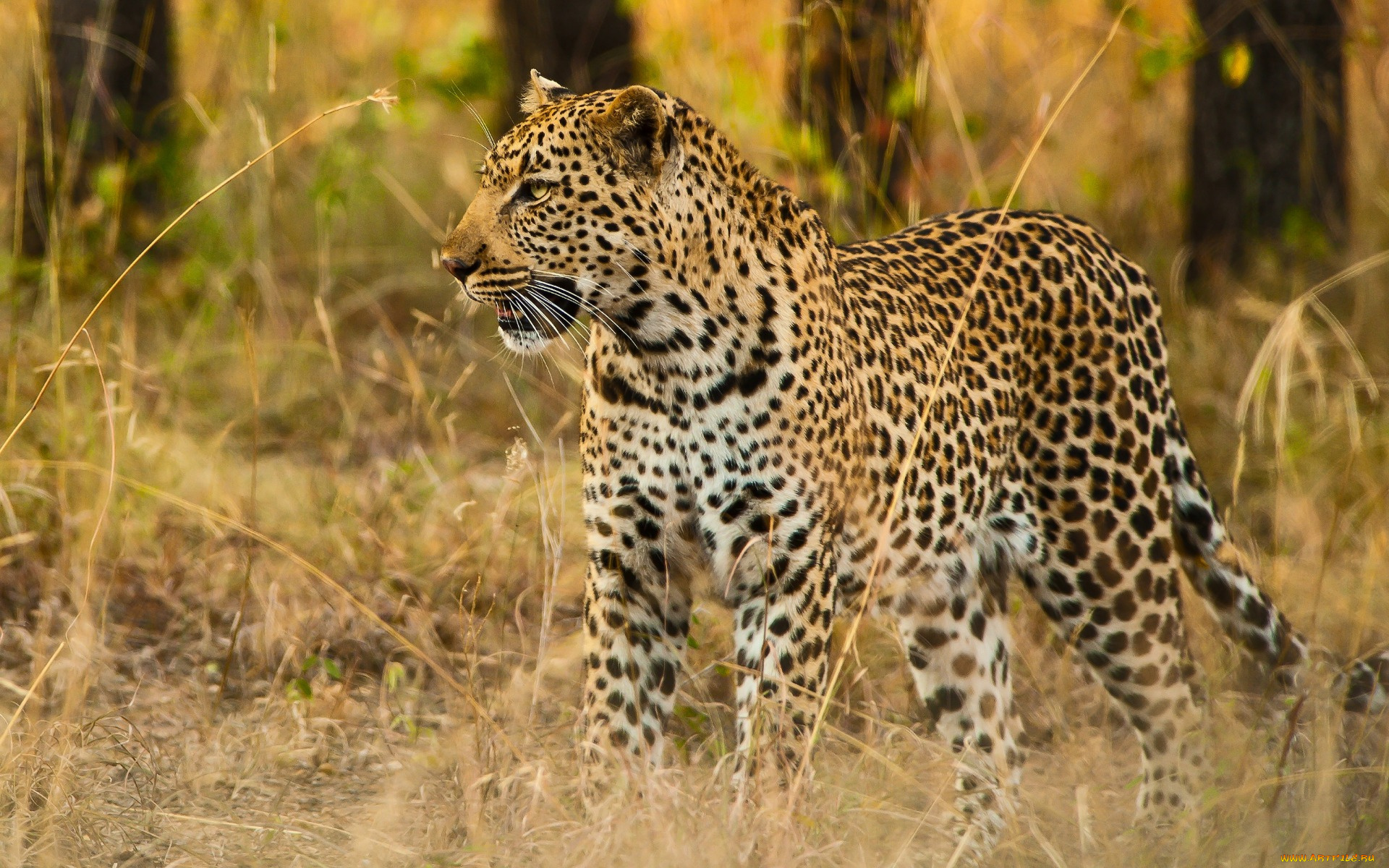 животные, леопарды, деревья, трава, анфас