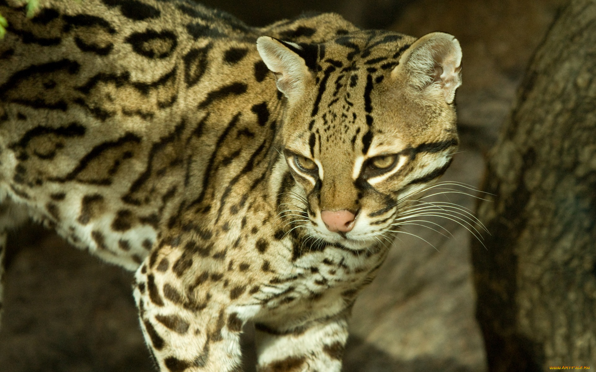животные, оцелоты, взгляд