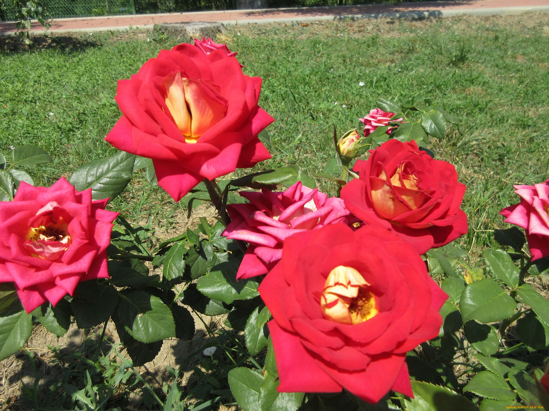 цветы, розы, красные