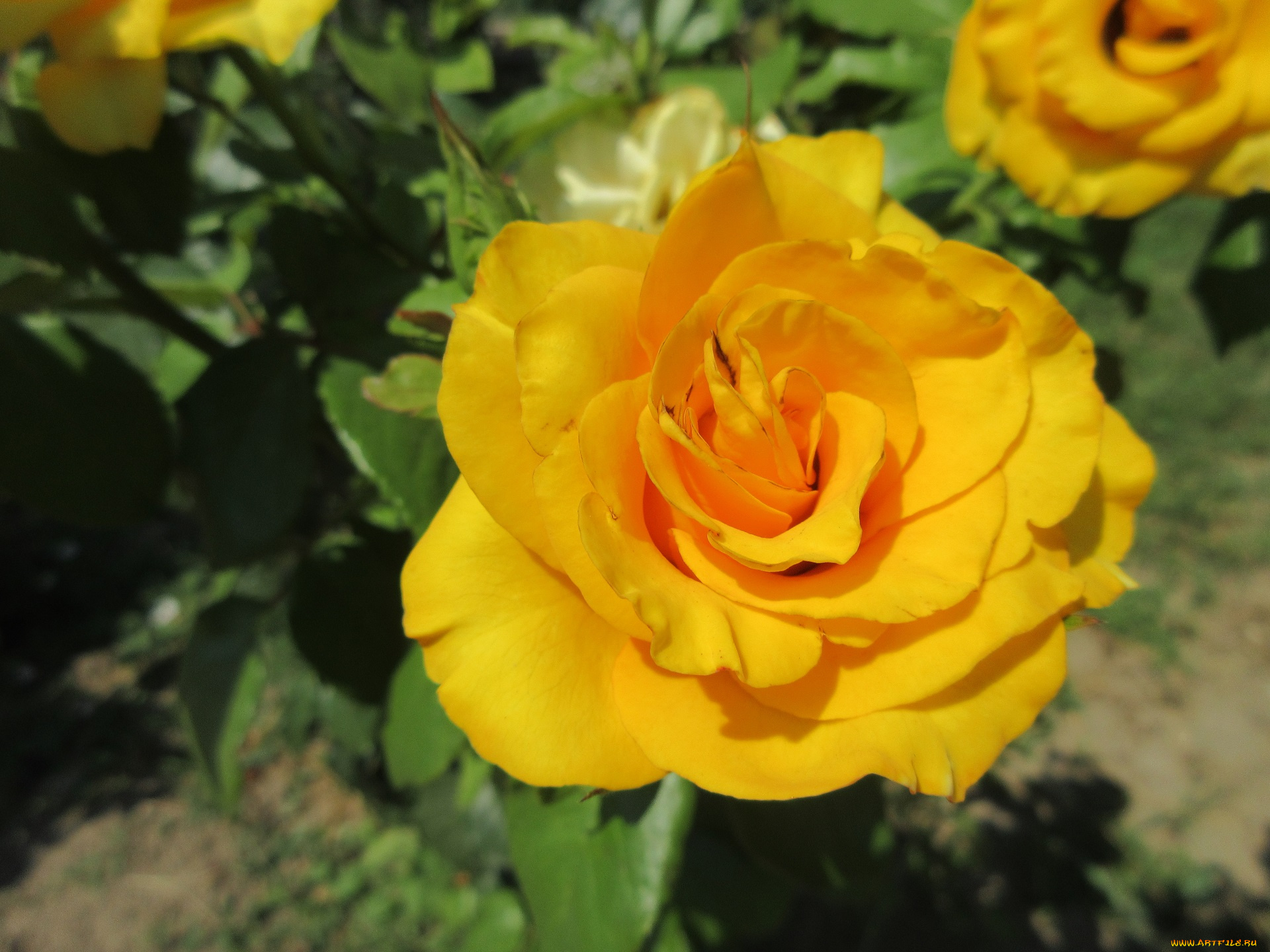 цветы, розы, жёлтые