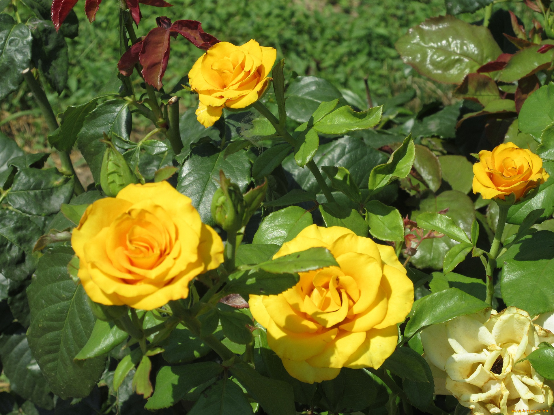 цветы, розы, жёлтые