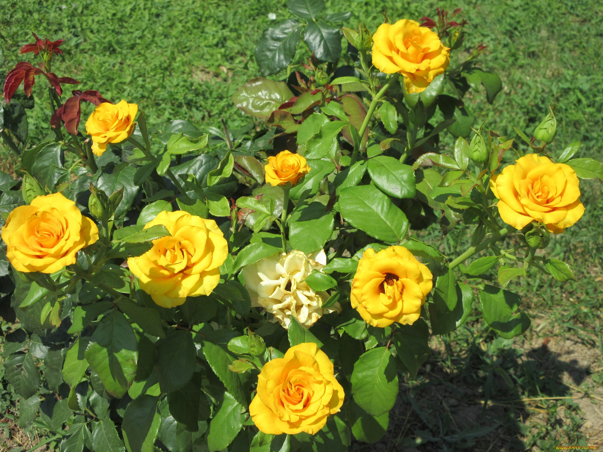 цветы, розы, жёлтые