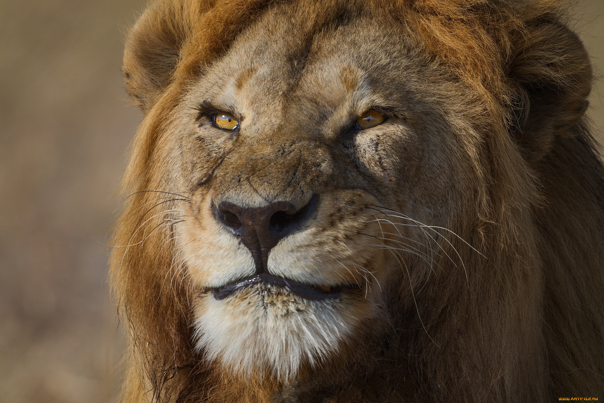 животные, львы, морда