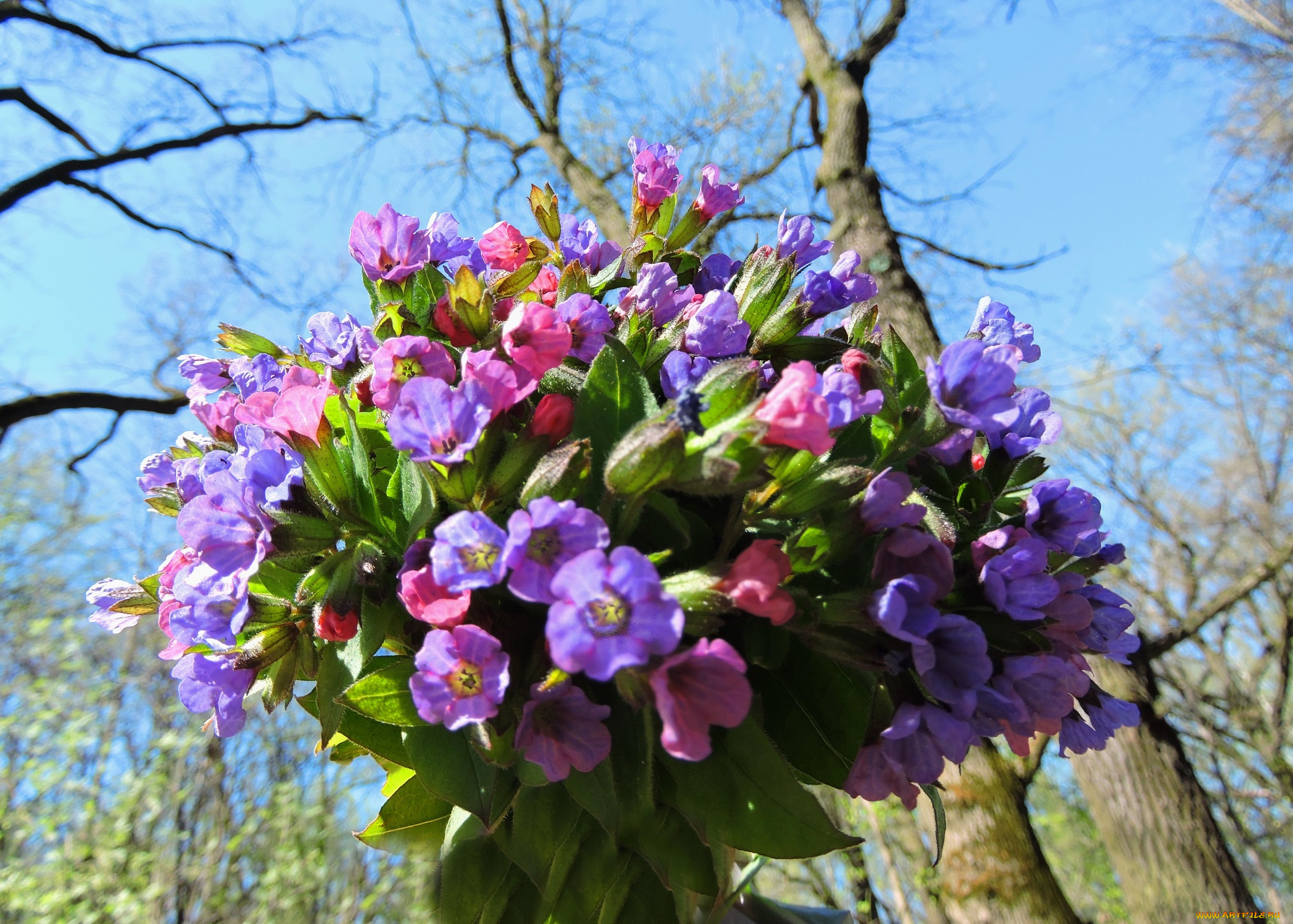 медуница, цветы, smithiantha, букет, весна, красота, лес, небо, фото