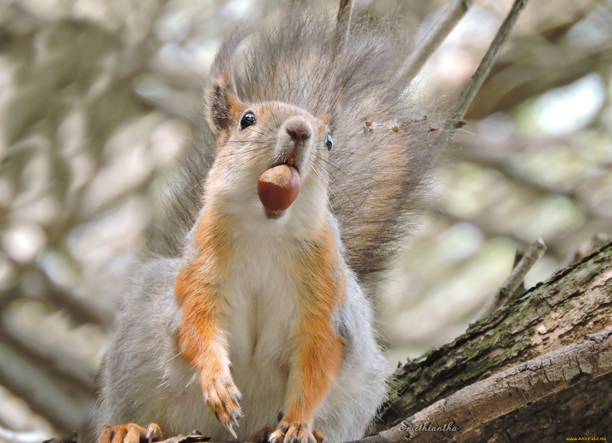 животные, белки, smithiantha, белка, грызуны, лес, орех, портрет, фото
