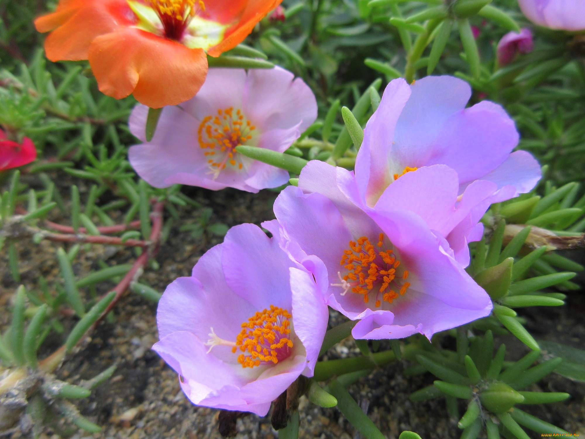 цветы, портулак, лето, солонец