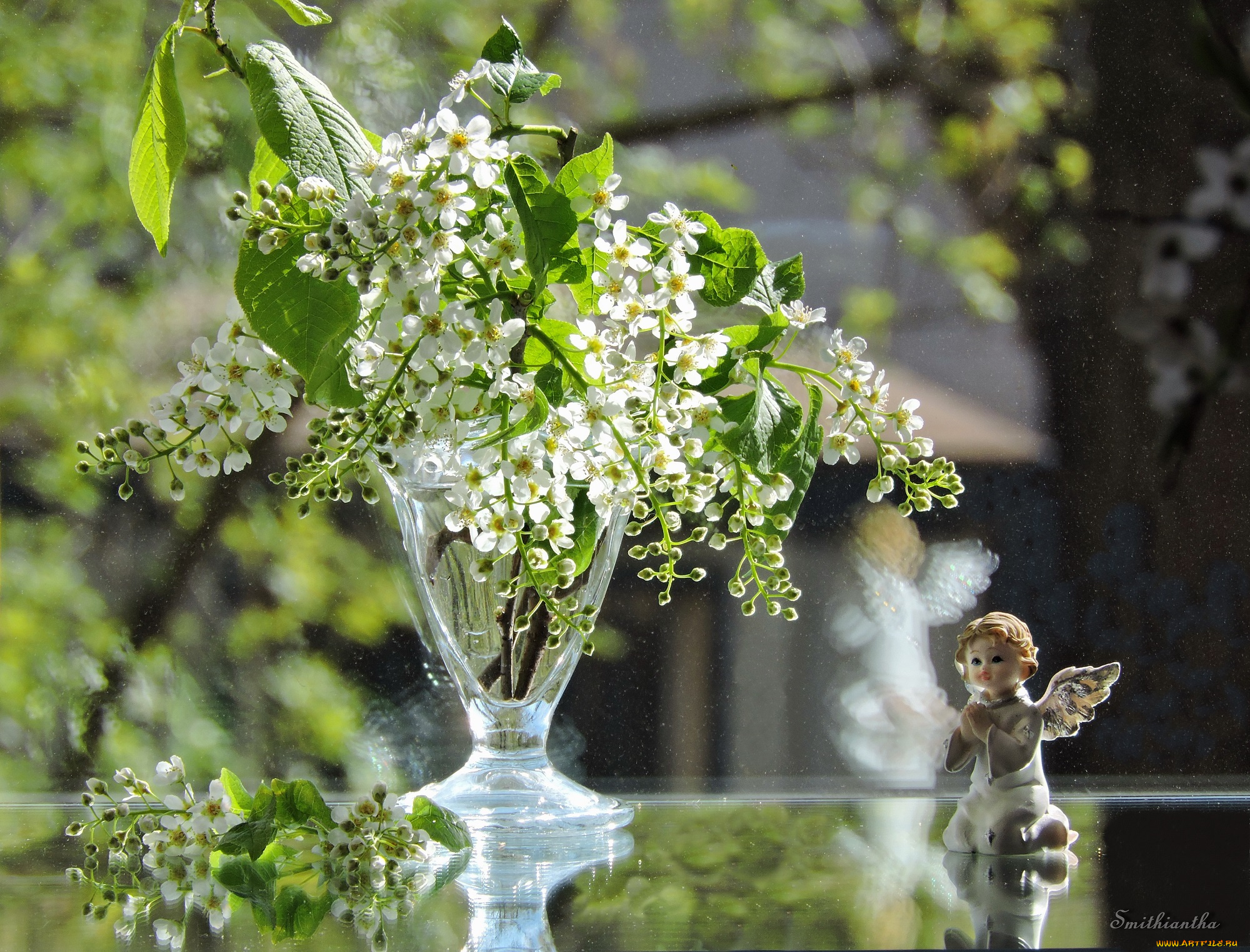 цветы, Черемуха, красота, весна, черемуха, фото, свет, натюрморт, ангел