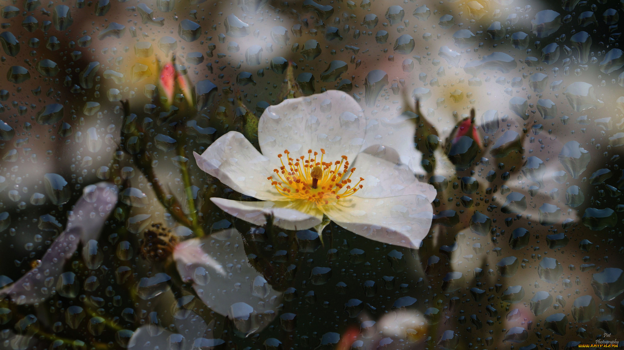 цветы, розы, bud, rose, роза, лепестки, листья, цветение, blossoms, leaves, бутон, petals