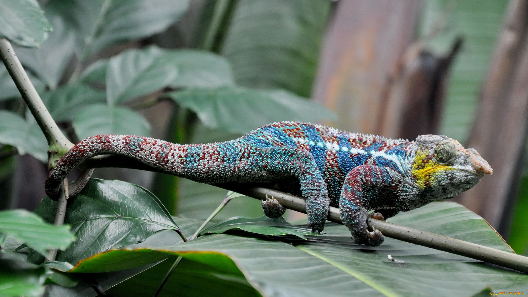 животные, хамелеоны, ящерица