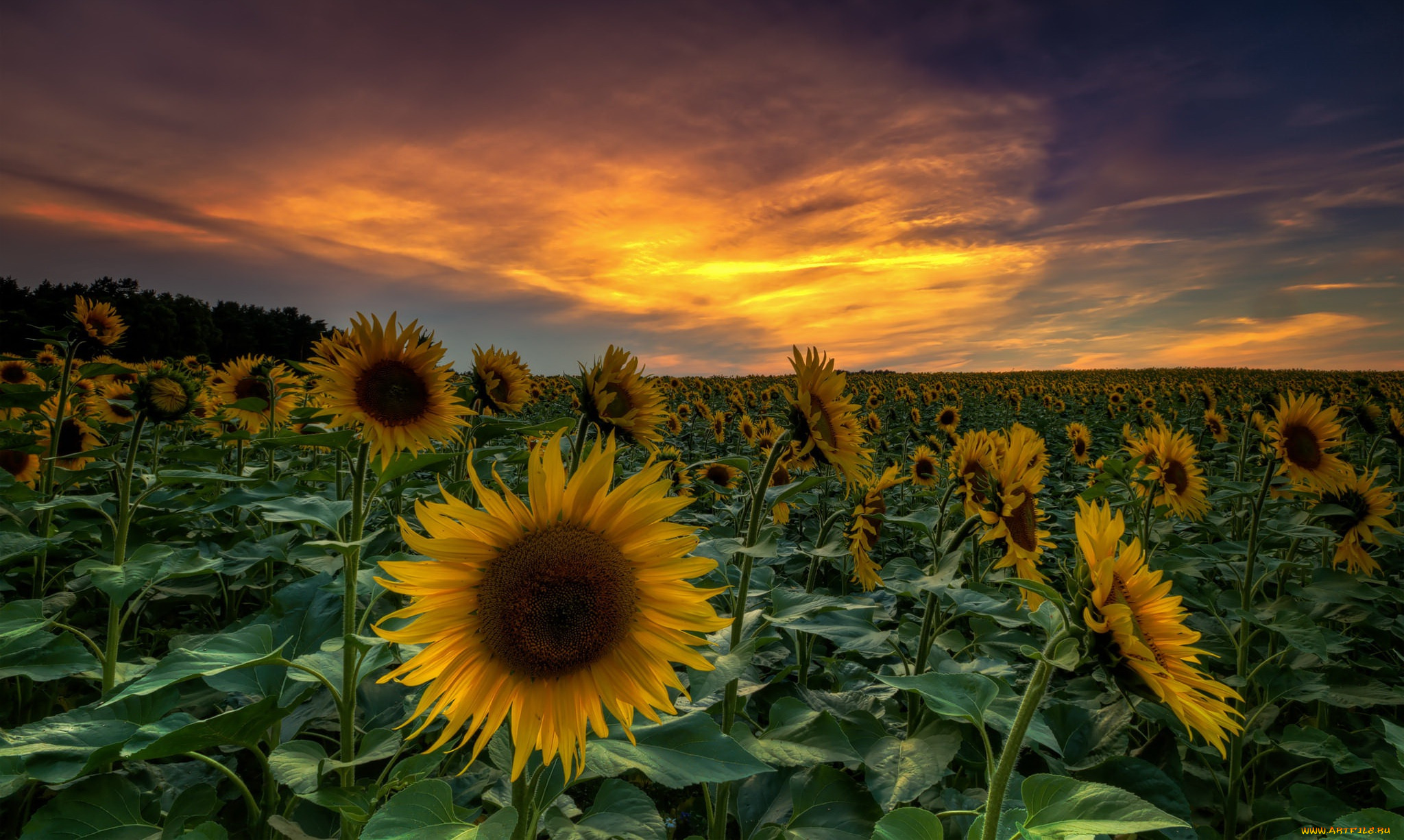 цветы, подсолнухи, закат, поле