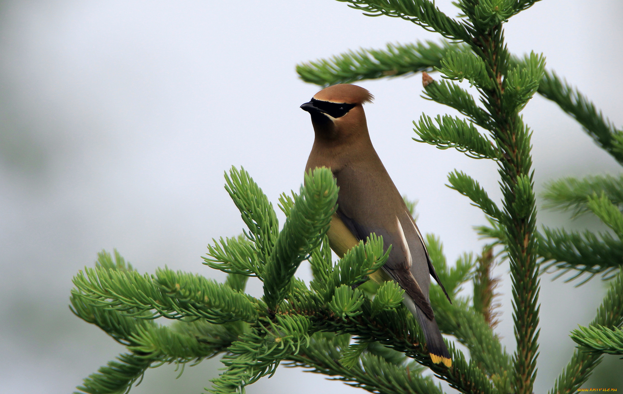животные, птицы, птица, окрас, перья, клюв