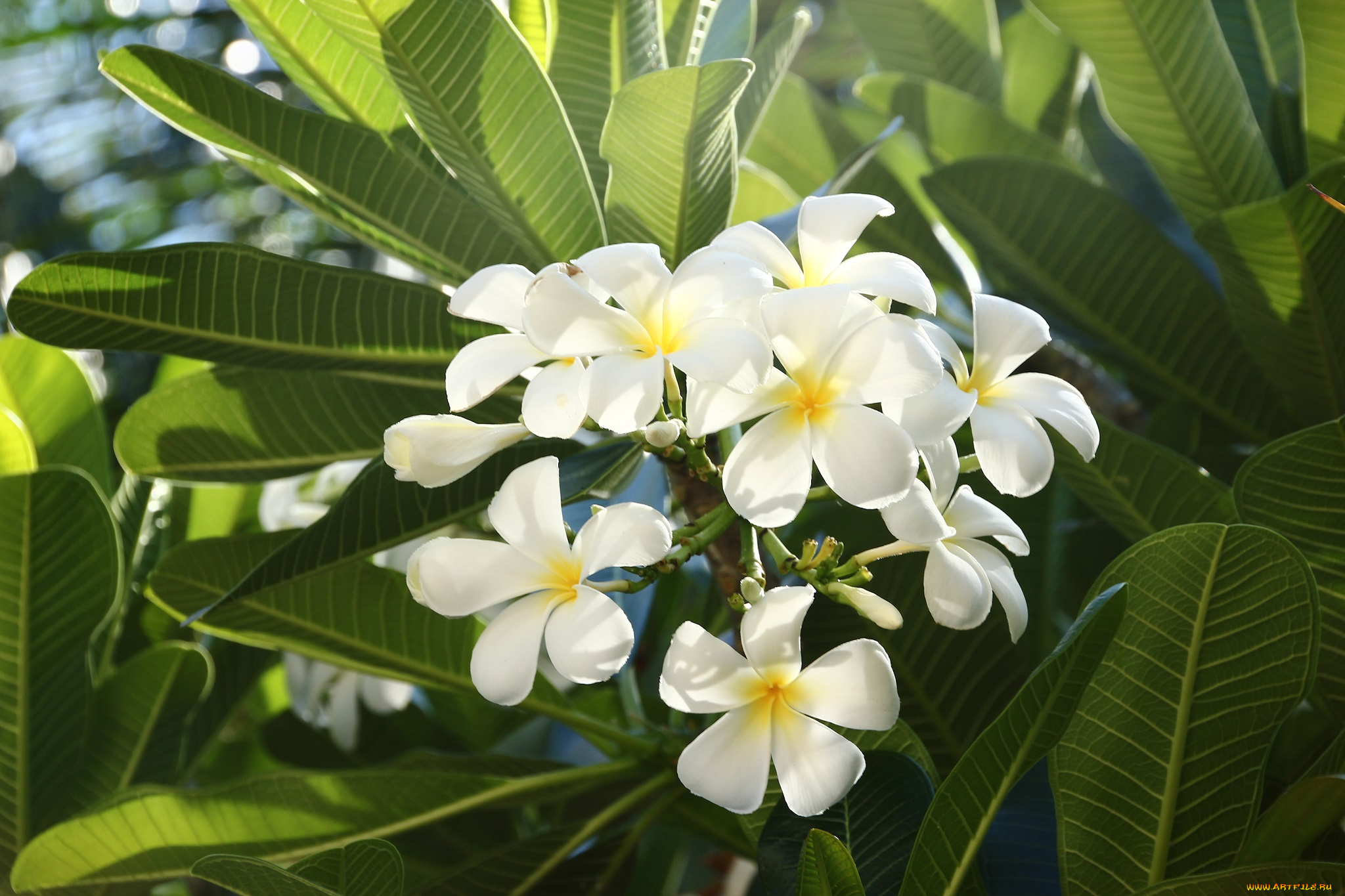 цветы, плюмерия, франжипани, тропические, муйне, вьетнам, путешествие, вьетнама