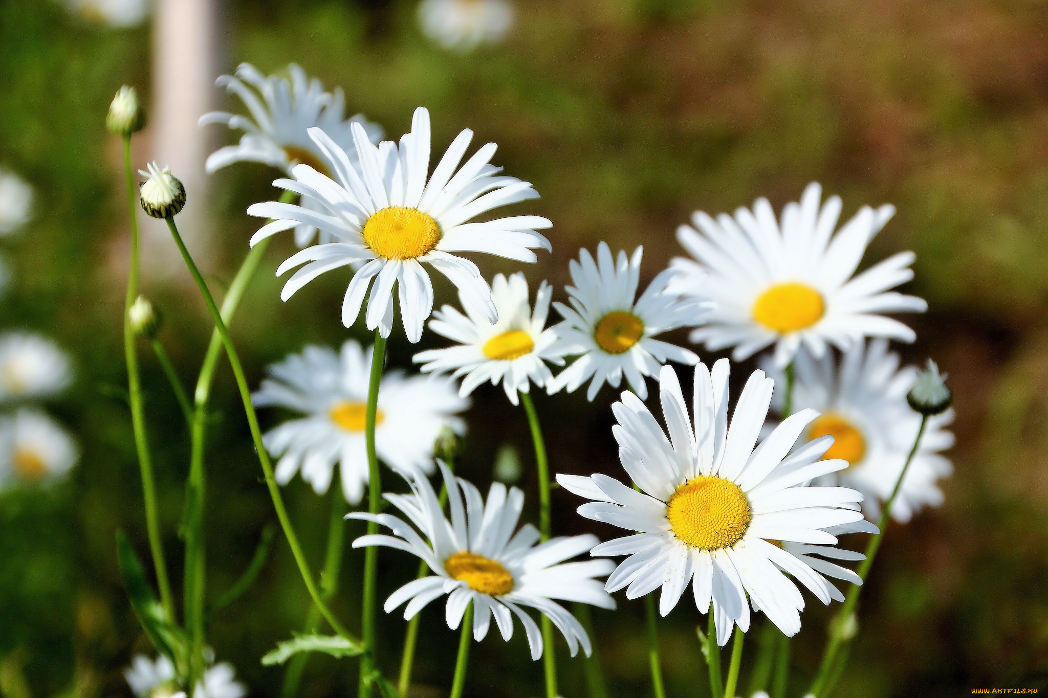 цветы, ромашки, лето